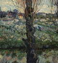 gogh orchard bloom poplars