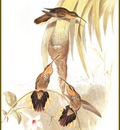 PO ptb 13 Colibri Tachete