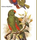 PO ptb 24 Grand Eclectus