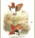 PO ptb 34 Manucode Royal