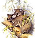 lrs Gould J Koala