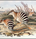 pa AVM end 08 Gould Numbat