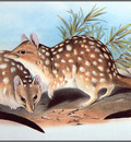 pa AVM end 12 Gould WesternQuoll
