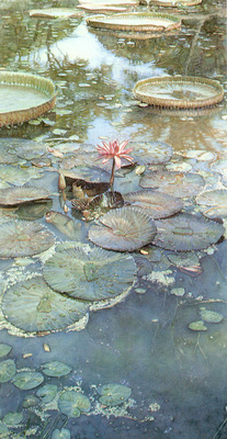 kb Hanks Steve Water Lilies in Bloom