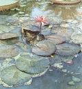 kb Hanks Steve Water Lilies in Bloom