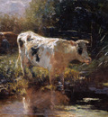 Maris Willem Cow at the edge of the water Sun