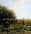 Maris Willem Milking bend Sun