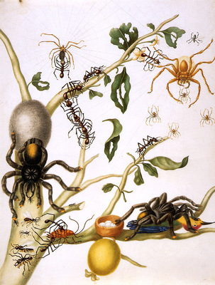 Merian Maria Sibylla Spiders and other insects Sun