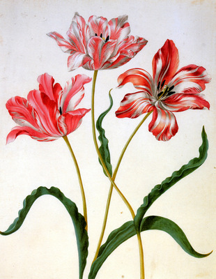 Merian Maria Sibylla Three tulips Sun