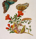 Merian Maria Sibylla Flower and butterflies Sun