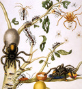 Merian Maria Sibylla Spiders and other insects Sun