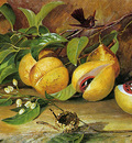 North Marianne Flowers fruit of Nutmeg tree Sun