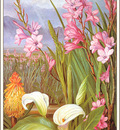 bs flo Marianne North Beauties Of The Swamps South Africa