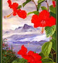 bs flo Marianne North Hibiscus Liliiflorus Seychelles