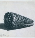 Rembrandt Cone Shell Conus marmoreus