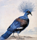 Schouman Aert Crowned pigeon Sun