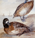 Schouman Aert Pair of ducks Sun