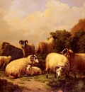 Verboeckhoven Eugene Joseph Sheep grazing By The Coast