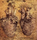 Drawing of the heart and its blood vessels EUR