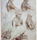 Leonardo Muscles of the neck and shoulders, ca 1515, Pen and