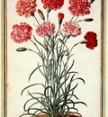 walther carnations