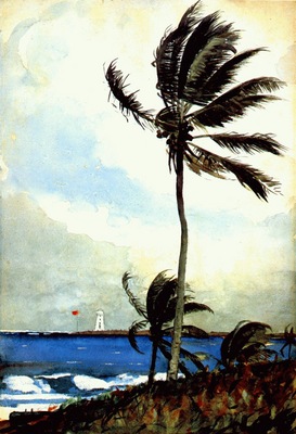 homer palm tree, nassau