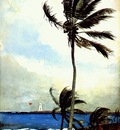 homer palm tree, nassau