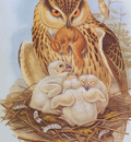 bs na Josef Wolf Eagle Owl
