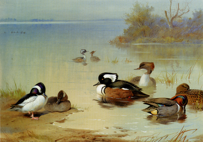 Thorburn Archibald Buffel Headed Duck American Green Winged Teal And Hooded Merganser