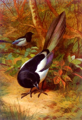 Thorburn Archibald Magpies