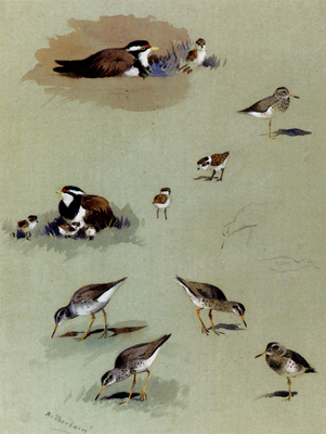 Thorburn Archibald Study Of Sandpipers Cream Coloured Coursers And Other Birds