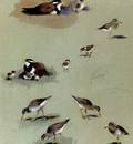 Thorburn Archibald Study Of Sandpipers Cream Coloured Coursers And Other Birds