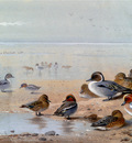 Thornburn Archibald Pintail Teal And Wigeon On The Seashore