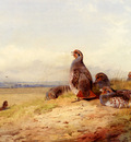 Thornburn Archibald Red Partridges