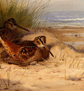 Thornburn Archibald Woodcock Nesting On A Beach