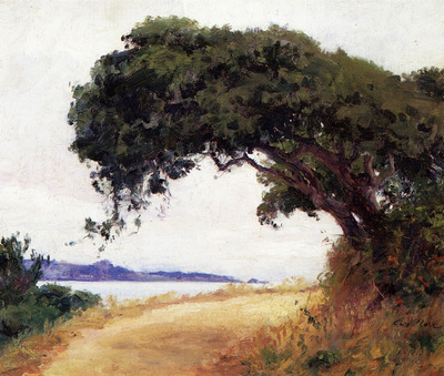 Point Lobos Oak Tree