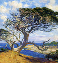 Monterey Cypress