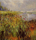 bulrushes on the banks of the seine