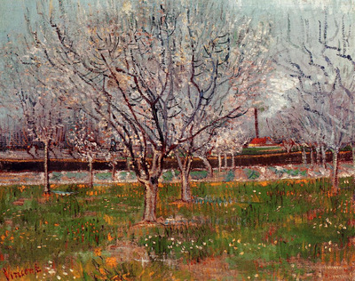orchard in blossom