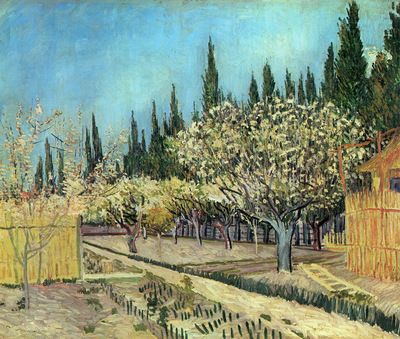 orchard in blossom bordered by cypresses