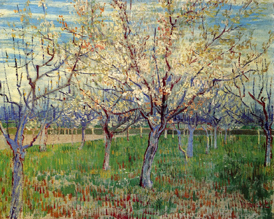 orchard with blossoming apricot trees
