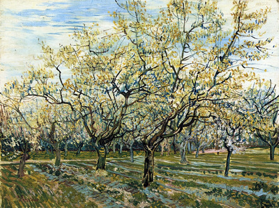 orchard with blossoming plum trees