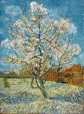 peach trees in blossom
