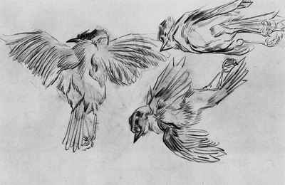 studies of a dead sparrow