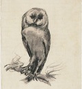 barn owl viewed from the front