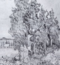cypresses