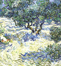 olive grove  bright blue sky