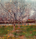 orchard in blossom