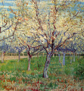 orchard with blossoming apricot trees
