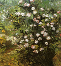 rosebush in blossom